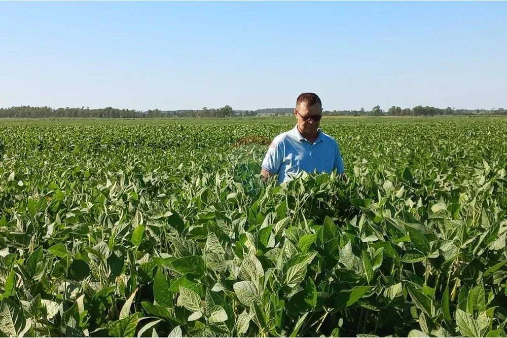 VENDO CAMPO DE SOJA EN SAN PEDRO DEL PARANA — foto 3