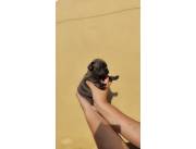 BULLDOG FRANCES BLUE