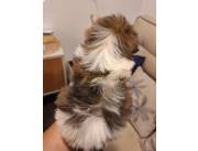 SHIHTZU SHITZU