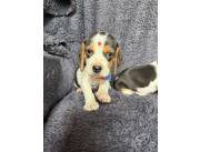 BEAGLE HEMBRA Y MACHO