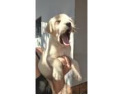 LABRADOR HEMBRA Y MACHO