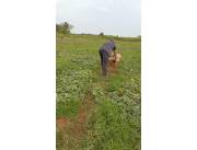 Busco empleo como ing.agronomo