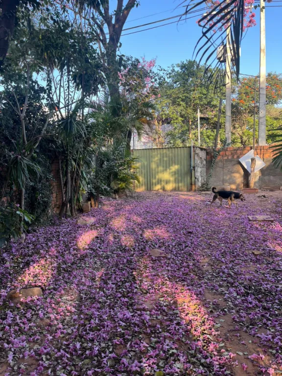 Vendo 741 m2 sobre asfalto y a 30 metros de Primer Presidente — фото 2