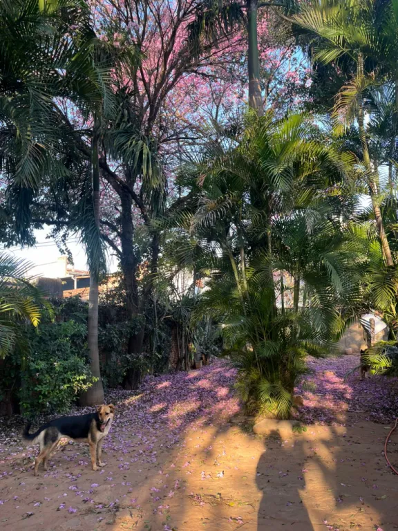 Vendo 741 m2 sobre asfalto y a 30 metros de Primer Presidente — фото 3