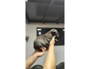 BULLDOG FRANCES HEMBRA