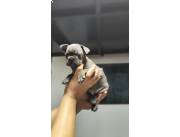 BULLDOG FRANCES HEMBRA BLUE
