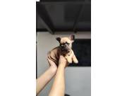 BULLDOG FRANCES HEMBRA FAWN