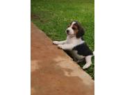 Cachorro Beagle