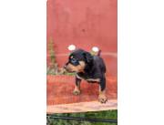ROTTWEILER HEMBRA Y MACHO