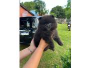 My pet veterinaria vende hermosos cachorros pomerania mini