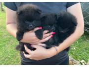 Cachorros Pomerania🎀