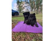 Pomerania