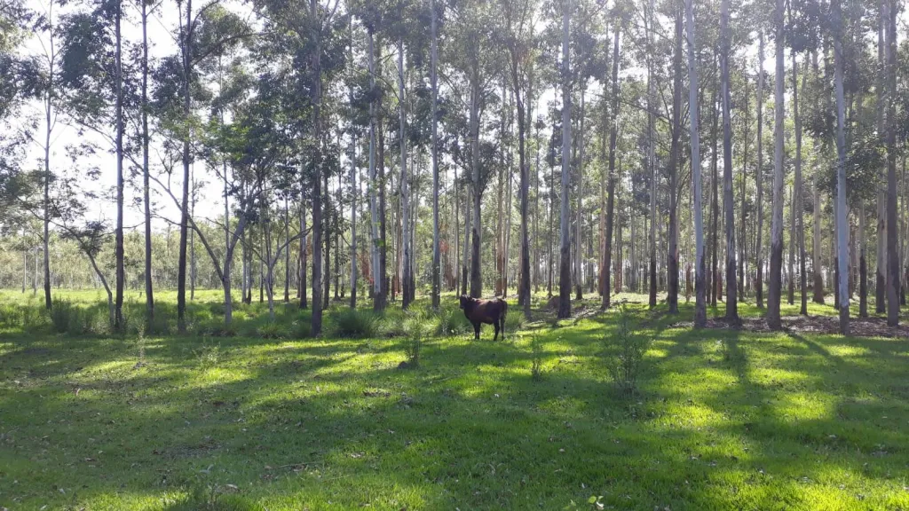 S PEDRO DEL PARANÁ – ITAPÚA: 2.200 HAS FORMADAS, ALTAMENTE GANADERA EN FUNCIONAMIENTO. — foto 2