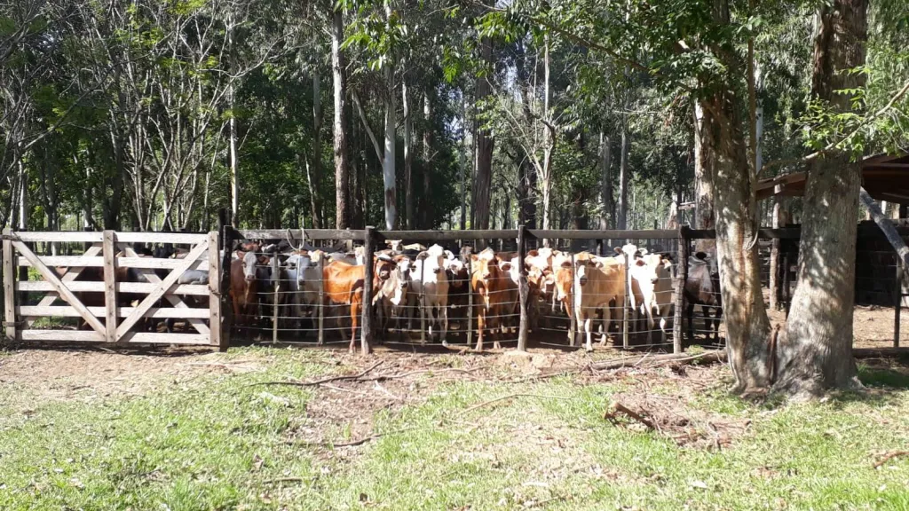 S PEDRO DEL PARANÁ – ITAPÚA: 2.200 HAS FORMADAS, ALTAMENTE GANADERA EN FUNCIONAMIENTO. — foto 3