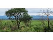 CAAZAPÁ S/ RIO TEBICUARY: 2.700 HAS, ARROZ, SOJA, TRIGO, REFORESTACIÓN, GANADERÍA.