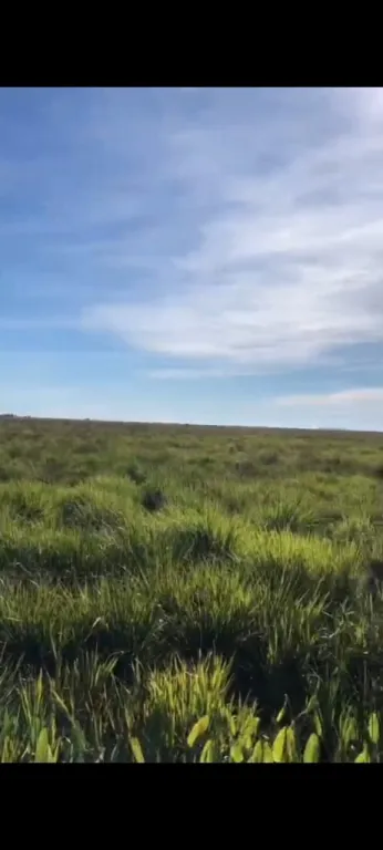 CAAZAPÁ S RIO TEBICUARY: 2.700 HAS, ARROZ, SOJA, TRIGO, REFORESTACIÓN, GANADERÍA. — foto 3