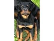 Cachorros rottweiler nacidos el 12 de agosto de 2025 Para entregar ya, con dos vacunas