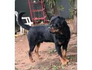Cachorros rottweiler nacidos el 12 de agosto de 2025