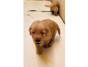 CACHORROS GOLDEN RETRIVER