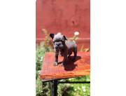 BULLDOG FRANCES HEMBRA BLUE