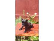 BULLDOG FRANCES HEMBRA ATIGRADA