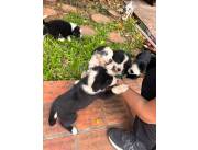 Border Collie negro y blanco border Collie merle