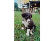 Border Collie chocolate