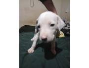 CACHORRO DALMATA