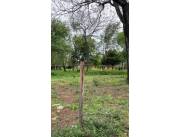 EN ALQUILER TERRENO EN SAN BERNARDINO ID 40618