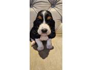 BASSET HOUND