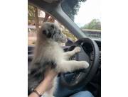 Hermoso cachorro border collie blue merle