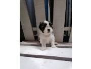 SHITZU / SHIHTZU