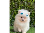 POMERANIA MACHO
