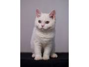 Gatos British shorthair