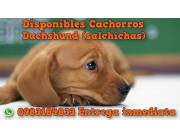 Perros salchichas teckel 🐾