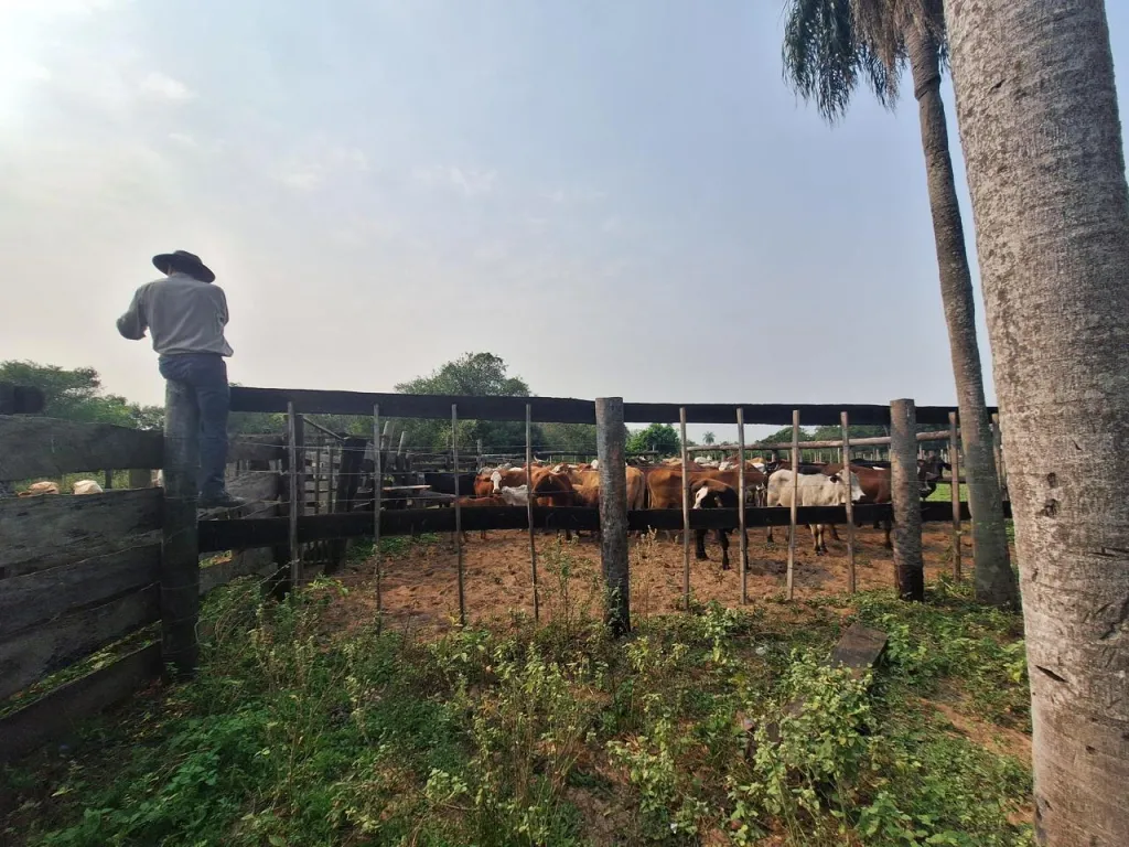 VENDO ESTABLECIMIENTO GANADERO EN CORDILLERA — foto 2