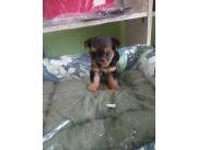 Vendo hermosos cachorros yorkshire mino