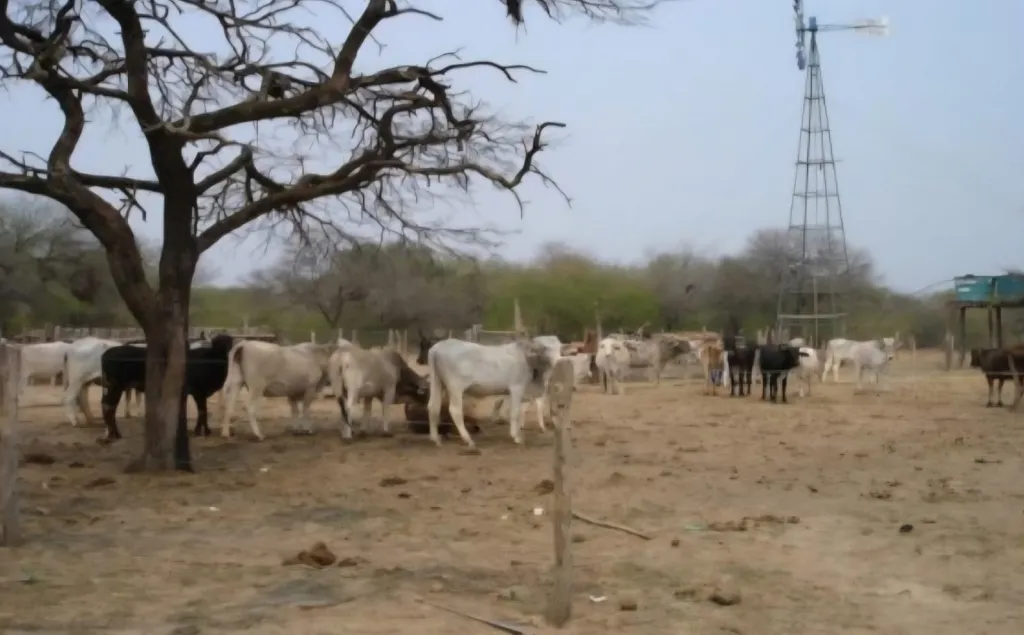 Campo en venta en Teniente Primero Manuel Irala Fernández — foto 3