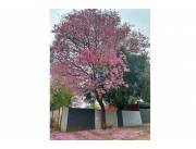 Terreno en Venta - Luque