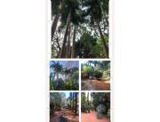 Terreno en Lambaré: con sombra y naturaleza
