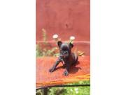 BULLDOG FRANCES HEMBRA