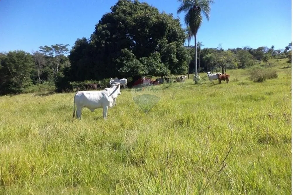 ESTANCIA AGRO GANADERA — foto 2