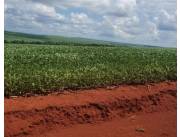 TRONCAL 3, CANINDEYÚ: 404 HAS, TIERRA ROJA PREMIUM, ALTA PRODUCTIVIDAD, 20.000 USD/HA.
