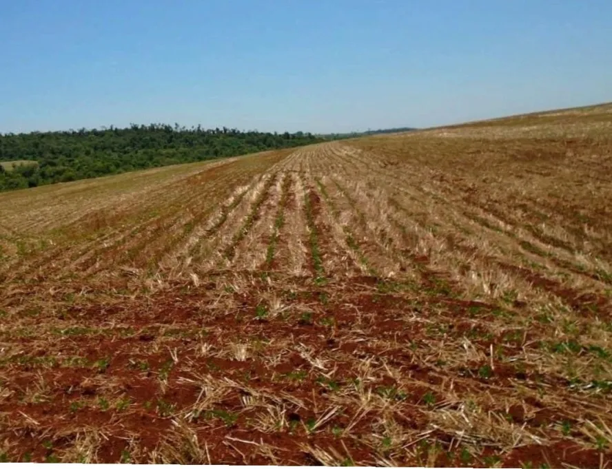 TRONCAL 3, CANINDEYÚ: 404 HAS, TIERRA ROJA PREMIUM, ALTA PRODUCTIVIDAD, 20.000 USDHA. — foto 3