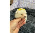 LULU POMERANIA MINIATURAS