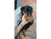 ROTTWEILER HEMBRA Y MACHO