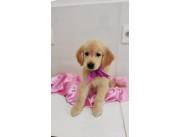 GOLDEN RETRIEVER HEMBRA