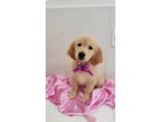 GOLDEN RETRIEVER HEMBRA RAZA PURA