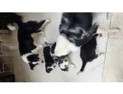 Border Collie bellos