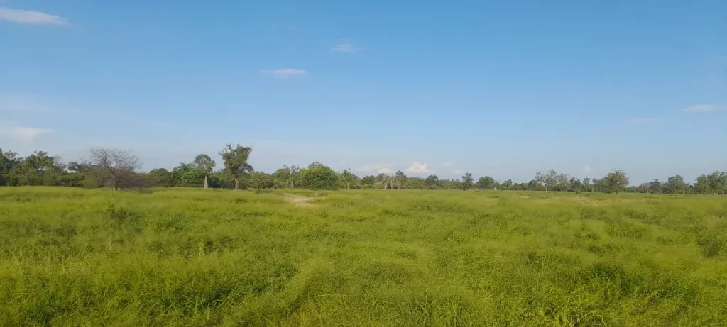 BOQUERÓN, MCAL. ESTIGARRIBIA: 7.000 HAS, ESTANCIA MODELO, PASTURA, BOSQUES, PISTA AVIACIÓN — foto 3